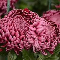 Саджанці Хризантеми Повна Роми (Chrysanthemum morifolium Romy) P9