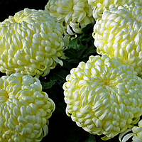 Саджанці Хризантеми Повна Санберрі Крем (Chrysanthemum Sunberry Cream) P9