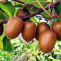 Трирічний Ківі Генріх (контейнер С5)