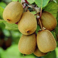 Трирічний Ківі Дженні 2 роки (контейнер С2)