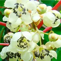 Трирічний Ківі Атлас (контейнер С5)