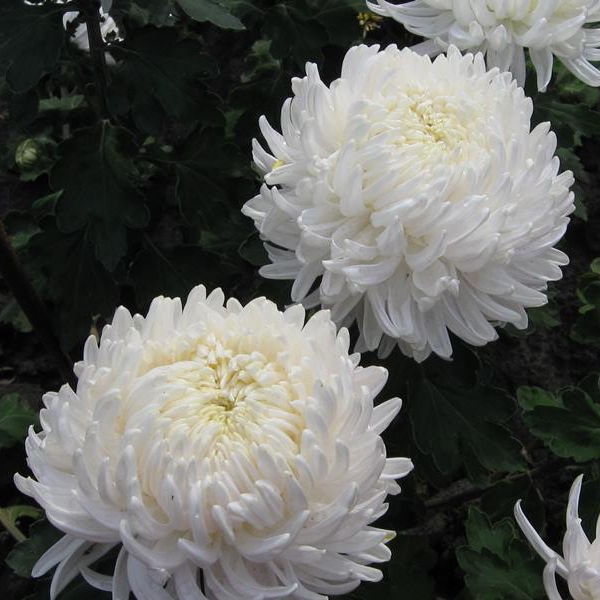 Саджанці Хризантеми Повна Санберрі Вайт (Chrysanthemum Sunberry White) P9, фото 1
