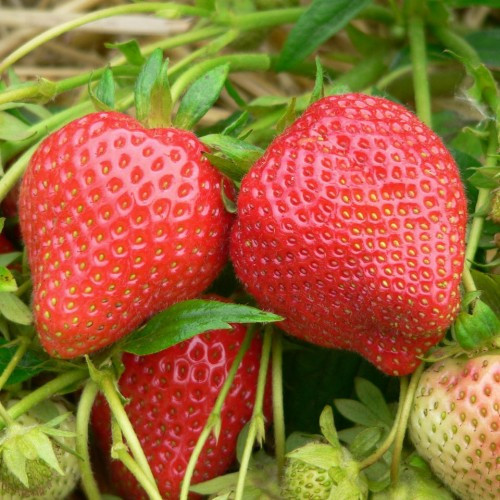 Розсада полуниці Амандін ("Amandine")(касетна) - ремонтантна, щільна, соковита, фото 1