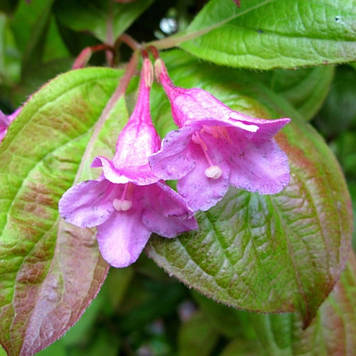 Вейгела квітуча Вінгс оф Файєр, Wings Of Fire (горщик 0,5л)