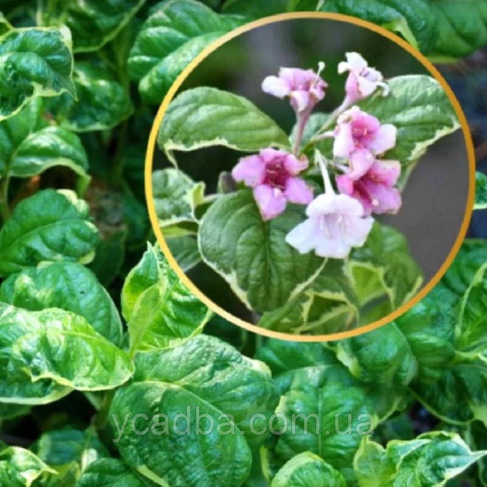 Вейгела квітуча Карікатура (горщик 0,5л), фото 1