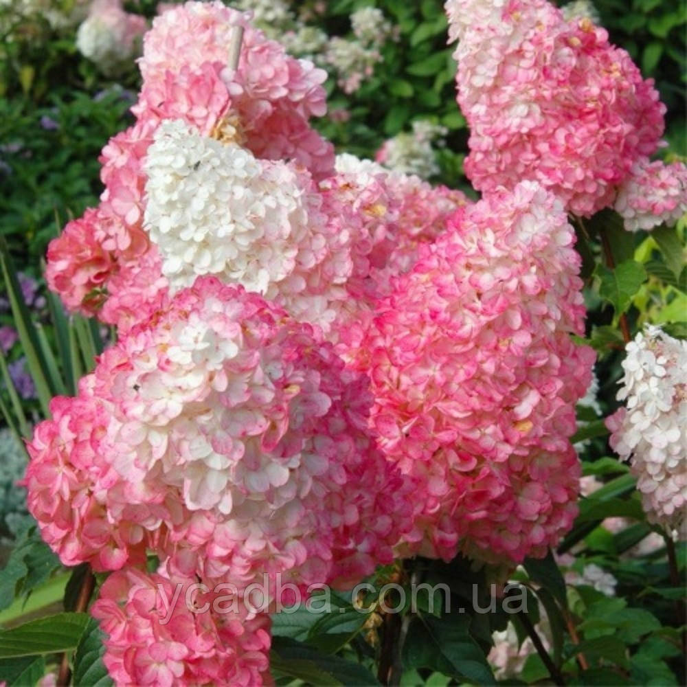 Гортензія волотиста Пінк Даймонд, Pink Diamond (горщик 3л), фото 1