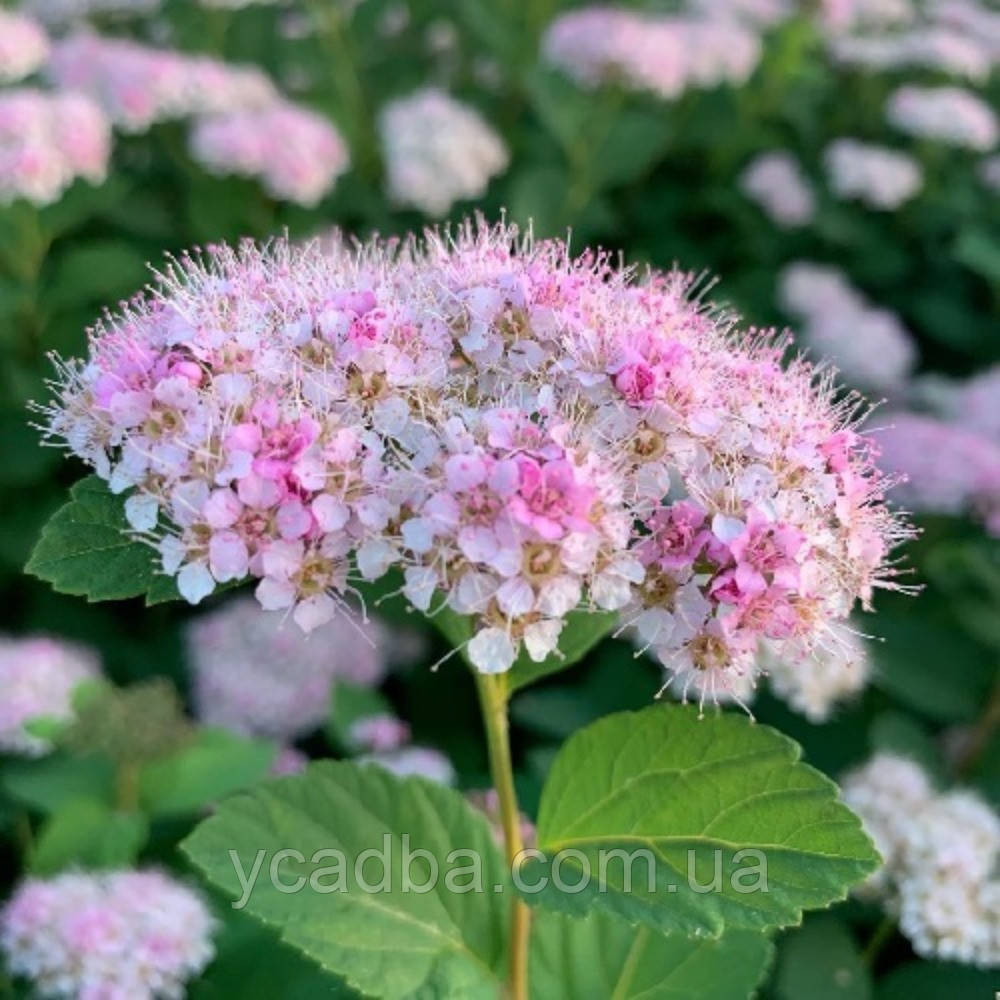 Спірея японська  Літл Принцес  (горшик 2л), фото 1