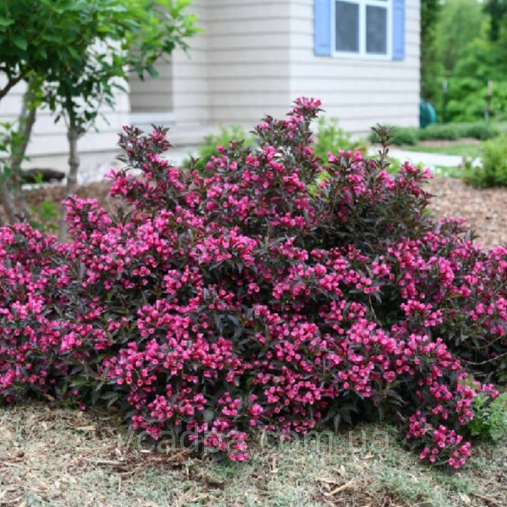 Вейгела Букет Роуз, Bouquet Rose (горщик 0,5л), фото 1