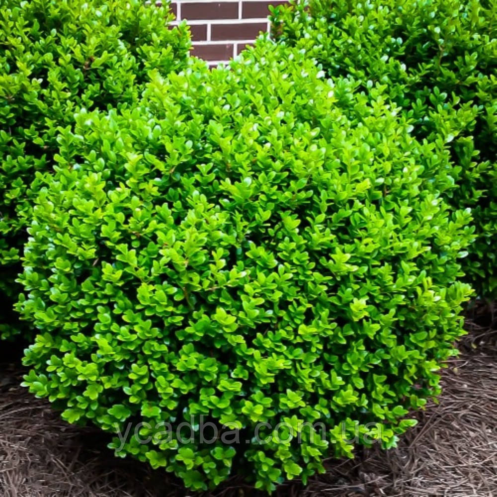 Самшит дрібнолистий Фолкнер (горщик 1,5л), фото 1