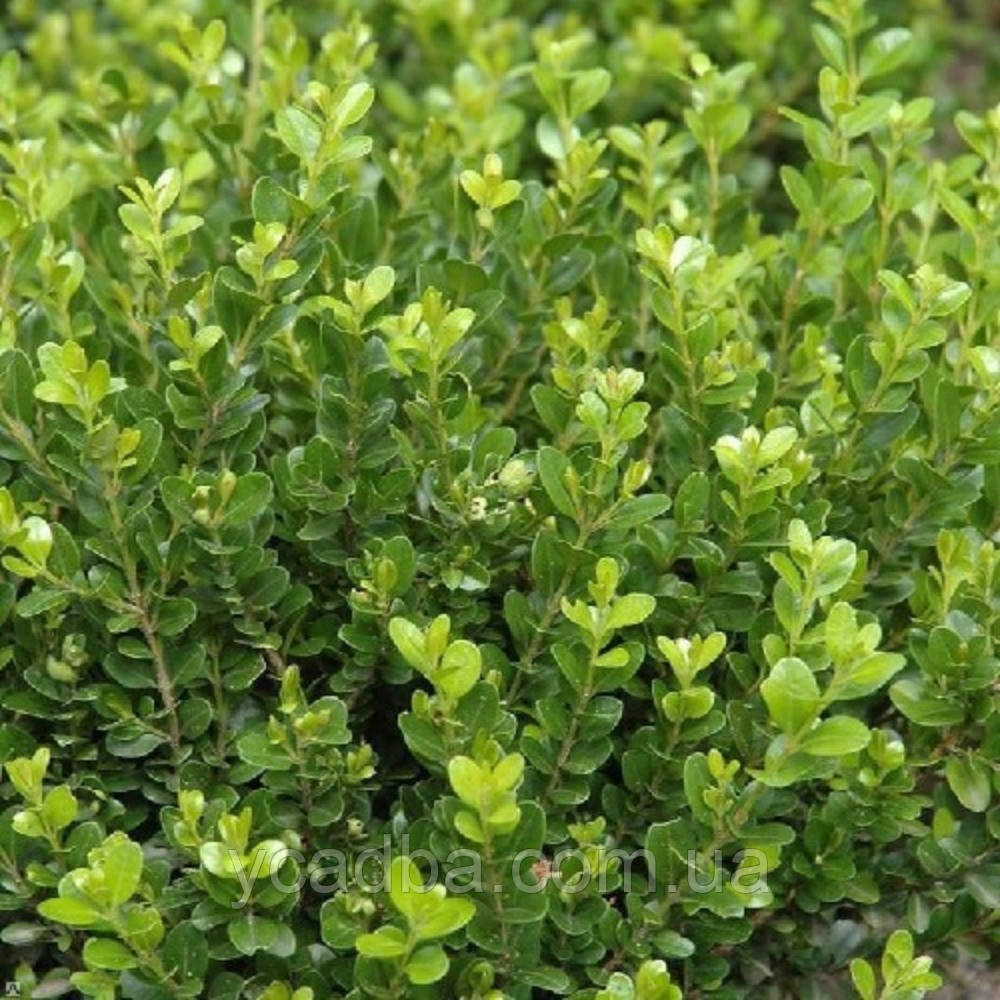 Самшит вічнозелений Buxus sempervirens (горщик 1,5л), фото 1
