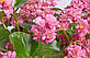 Бегонія Фея F1, рожева 50 шт (Leda Agro), фото 2