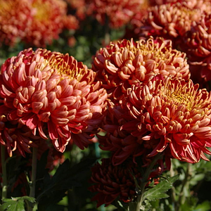 Оның порно онлайн