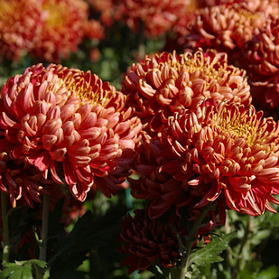 Саджанці Хризантеми Повна Турболеон (Chrysanthemum Tourbillon) P9