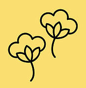 Сухоцвіт бавовна