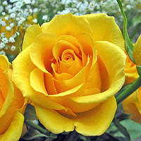 Троянда Керіо (Kerio) чайно-гібридна