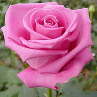 Троянда чайно-гібридна Аква (Aqua)