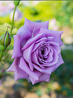 Троянда чайно-гібридна Блю Мун (Blue Moon)