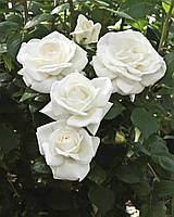 Роза Анастасія (Anastasia) чайно-гібридна