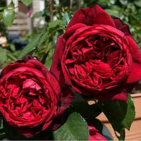 Роза чайно-гібридна Адмірал (Admiral)