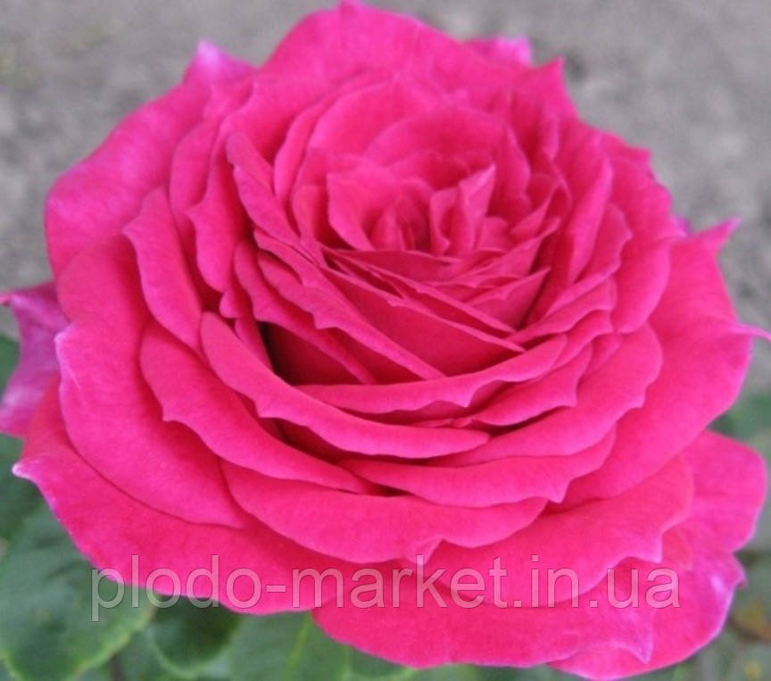 Троянда чайно-гібридна Юріанда (Yrianda), фото 1