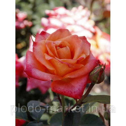 Троянда чайно-гібридна Бірді (Birdy), фото 1