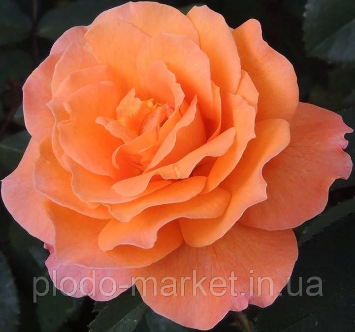 Троянда чайно-гібридна Тіа Тайм (Tea Time), фото 1