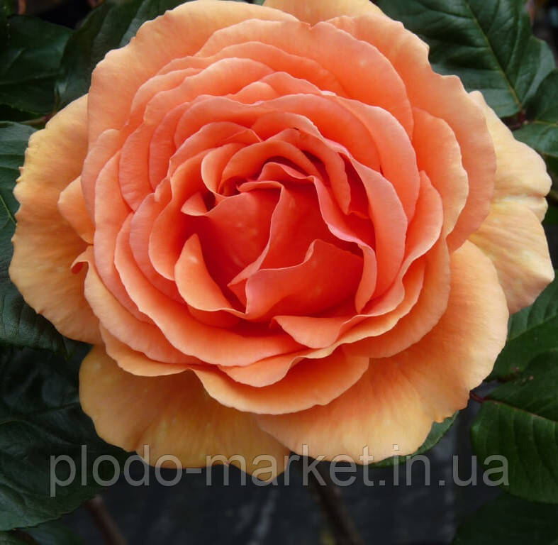 Троянда чайно-гібридна Ашрам (Ashram), фото 1