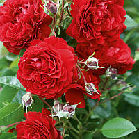 Трояндиста троянда "Бельканто"