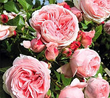 Троянда плетиста "Джардина"