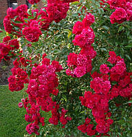 Троянда плетиста Момо (Momo)