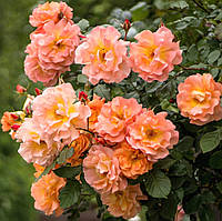 Трояндиста плетиста Повний Місяць (Full Moon)