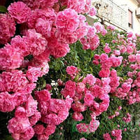 Троянда плетиста "Пінк Б'юті"