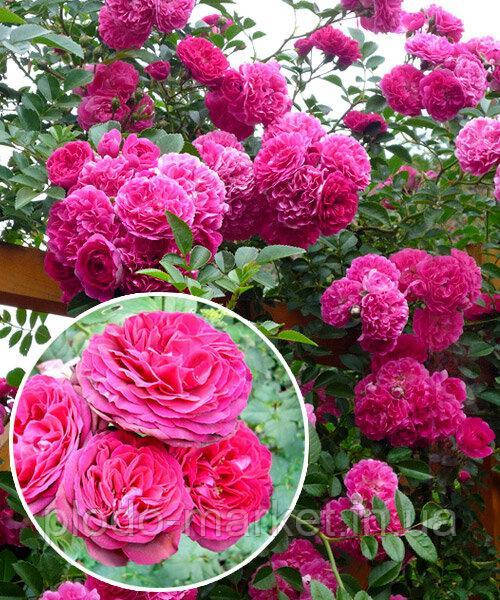 Троянда Плетиста Пінкк Мушимара (Pink Musimara), фото 1