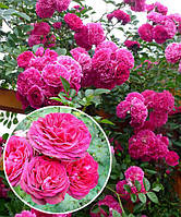 Троянда Плетиста Пінкк Мушимара (Pink Musimara)