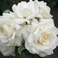 Троянда Плетиста "Аляска" (Alaska)