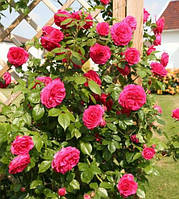 Троянда плетиста "Марітим"