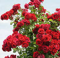 Троянда плетиста "Ред парфум" (Red Parfum)