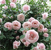 Троянда плетиста Шванензеє