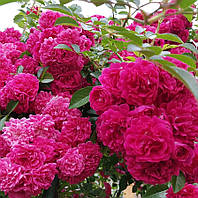 Троянда плетиста Лагуна