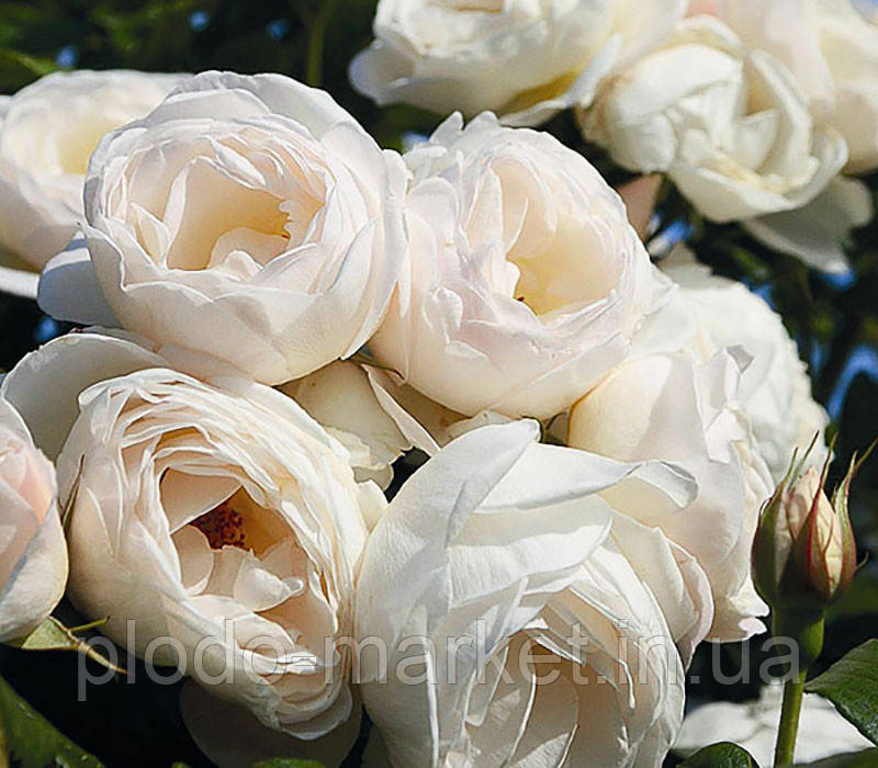 Троянда плетиста "Мон Блан", фото 1