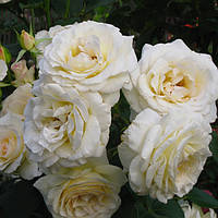 Троянда плетиста Шневевальзер