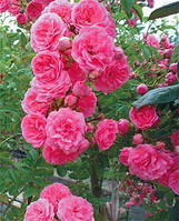 Троянда плетиста "Супер Дороті"