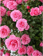 Троянда плетиста Єва (Eva)