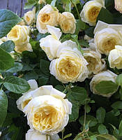 Троянда плетиста "Амнесті Інтернешнл"