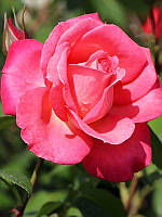 Троянда Шогун (Shogun) плетиста