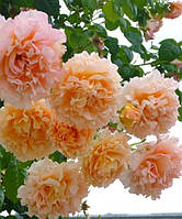 Троянда Полька плетиста