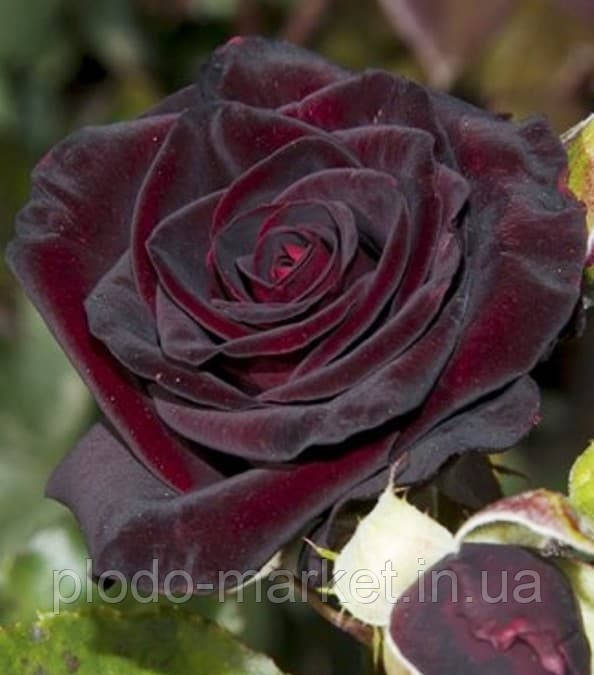 Троянда плетиста Чорна Королева (Black Queen), фото 1