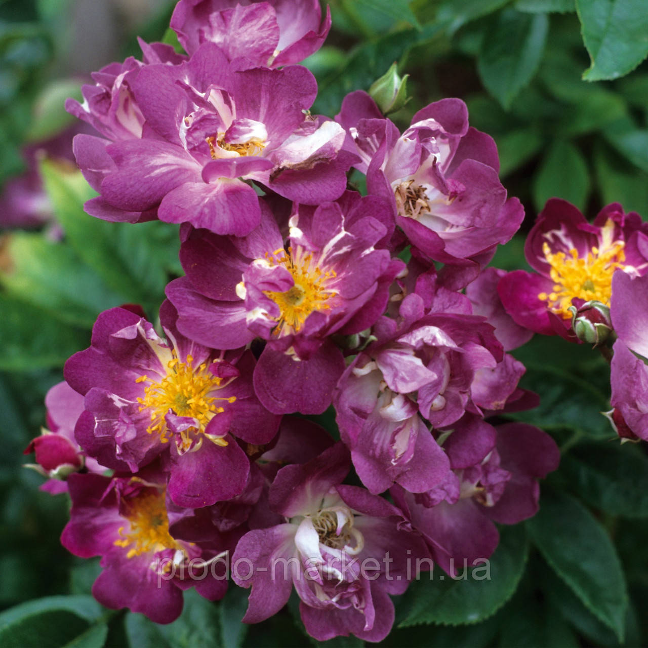 Троянда плетиста Вейченблау (Veilchenblau), фото 1