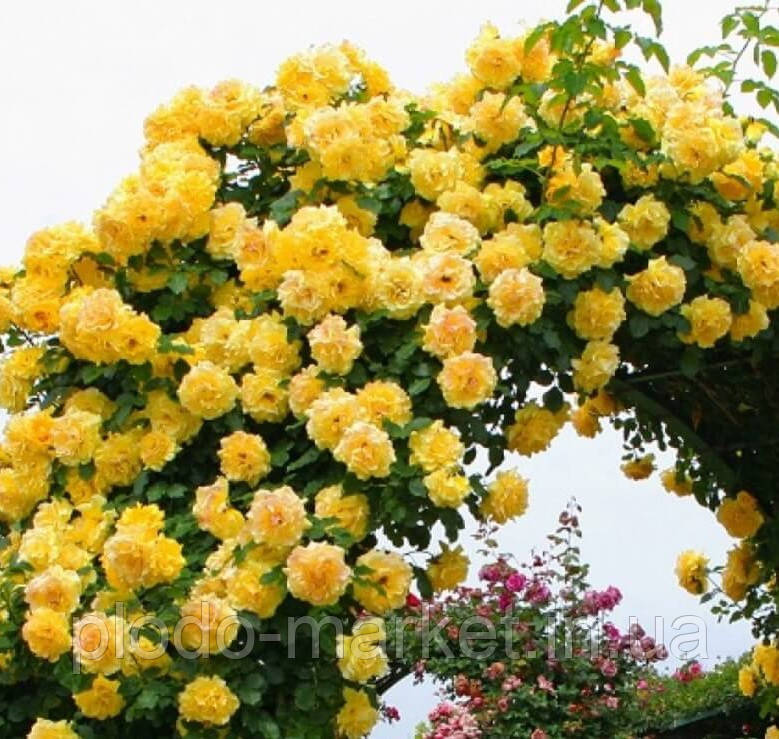 Троянда плетиста Голден Гейт (Golden Gate), фото 1