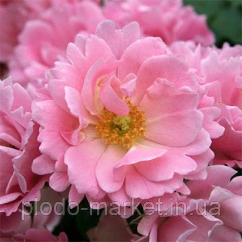 Троянда Sommerwind плетиста, фото 1